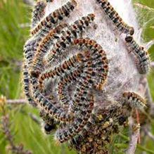Insectos