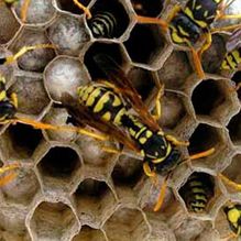 abejas